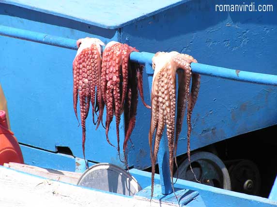 Calamari drying on a Boat in Hania Harbour