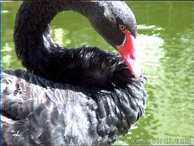 Black swan in Olaria de Brennard pool