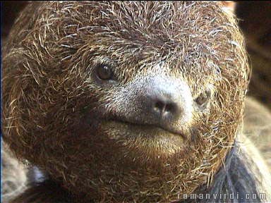 This sloth seems a bit drowsy