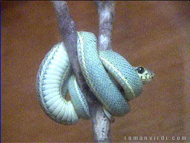Beautifully coiled tree snake