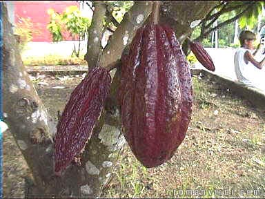 Cocoa fruit