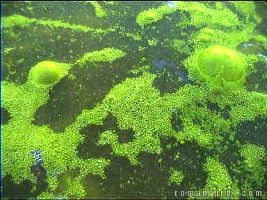 Green bubbles at Serrano