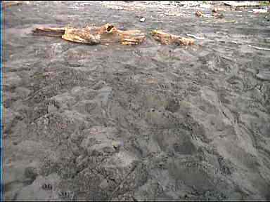 Turtle tracks on Tortuguero beach
