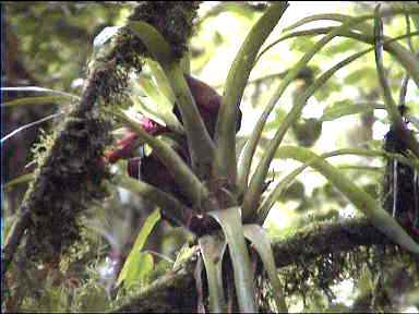 Blooming Bromeliad
