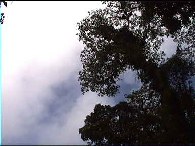 The clouds are just above the treetops (Monteverde "Cloud" Reserve)