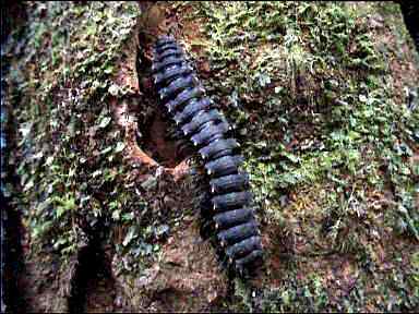 A type of Centipede