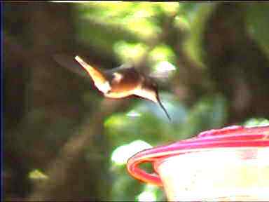 Hummingbird swooping down onto sugar-water bowl