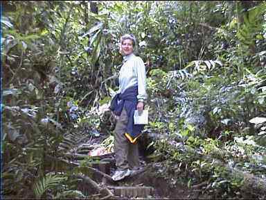 In the Monteverde Jungle
