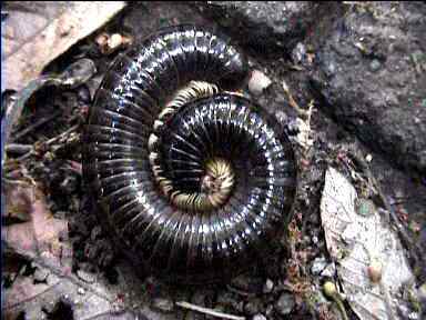 Rolled-up Centipede