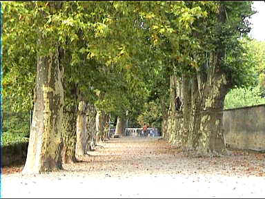 Beautiful trees line part of the ramparts around Beaune