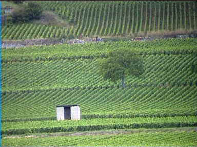 Endless vineyards outside Beaune