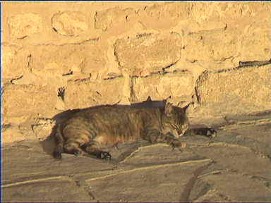 Lazy cat at sunset in Monastir