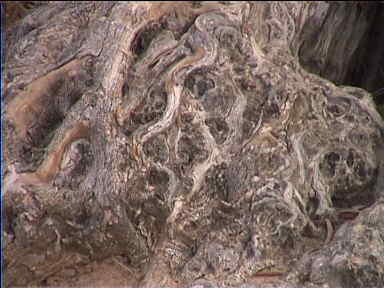 Look at the roots of this ancient olive tree
