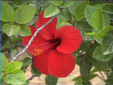 Giant Hibiscus flowers could be seen everywhere