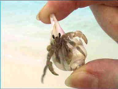 There are many funny hermit crabs on the beach 