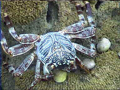 Crab walking on Coral amidst shells