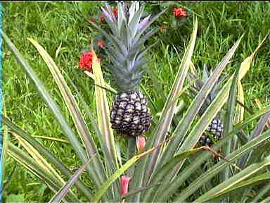 Pineapple on the plantation