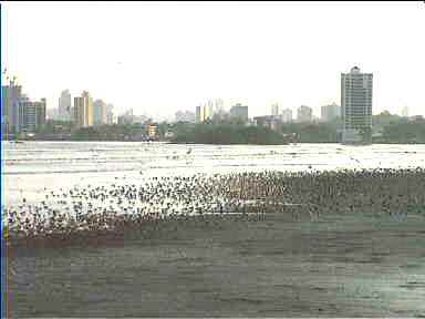 Millions of birds in front of Panama City skyline