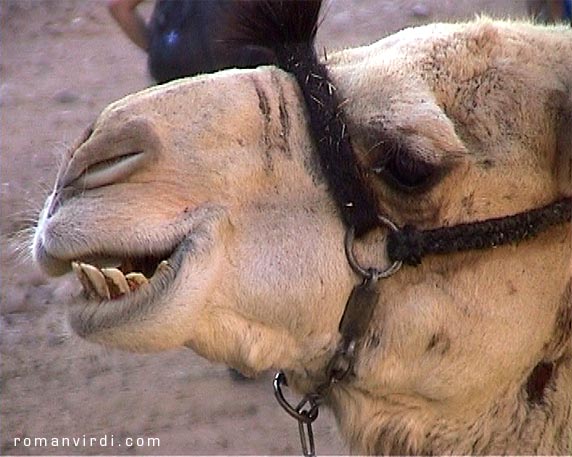 Chewing camel, look at it's teeth