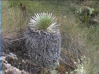Look at this old Frailejñn