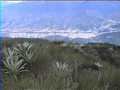 Frailejñns and Merida in the distance on the way to Laguna la Fria
