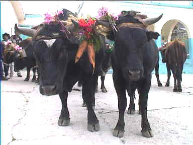 Cows decorated for Holy week