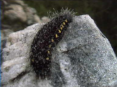Look at the moisture collected by this Caterpillar, near Laguna Negra, The Andes