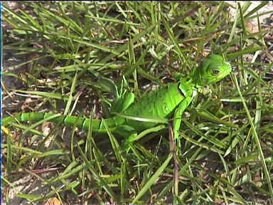 A 'plastic' lizard on Mayupa Peninsula