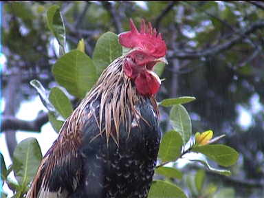 Have you ever seen a yawning cock? Here's one, the camp rooster! (Angel Falls Camp)