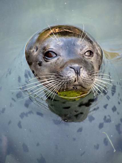 A leopard seal idling in the Zoo